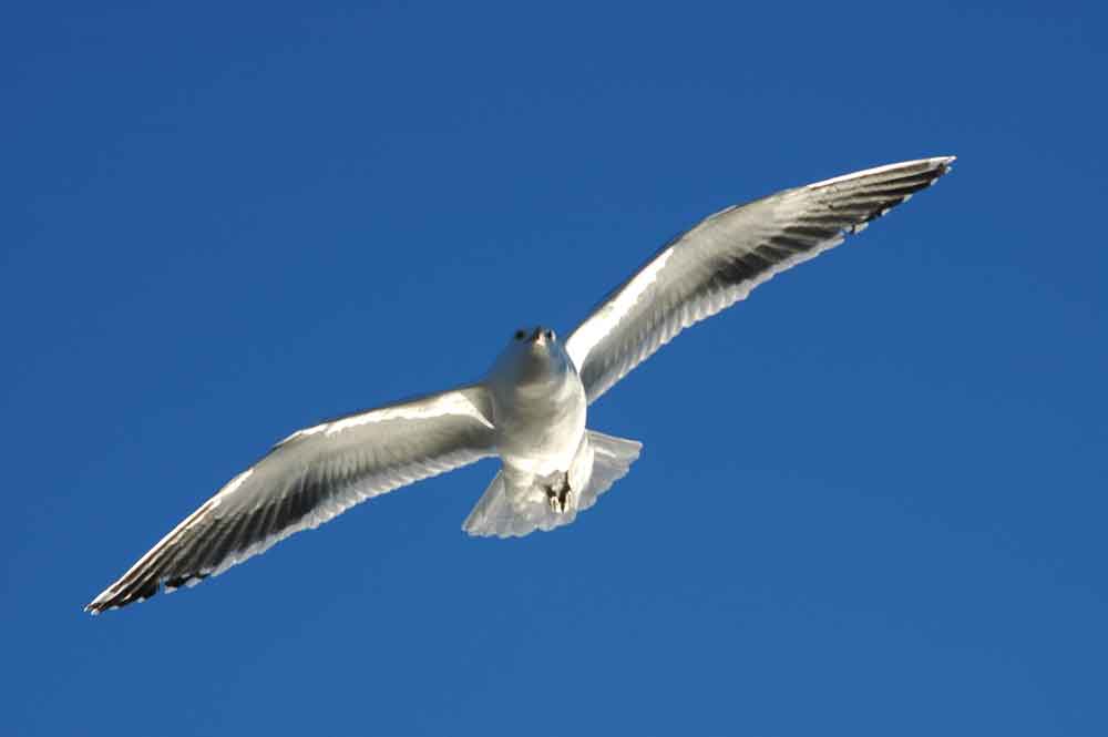 Gaviota - Ushuaia - Argentina 3.jpg